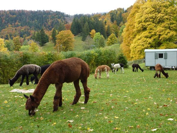 Die Alpakas auf der Weide