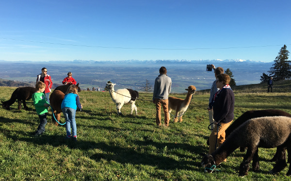 Alpaka Trekking auf dem Jura mit Aussicht auf die Alpen